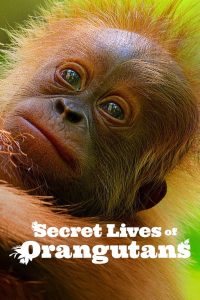 فيلم Secret Lives of Orangutans 2024 مترجم فيلم Secret Lives of Orangutans 2024 مترجم